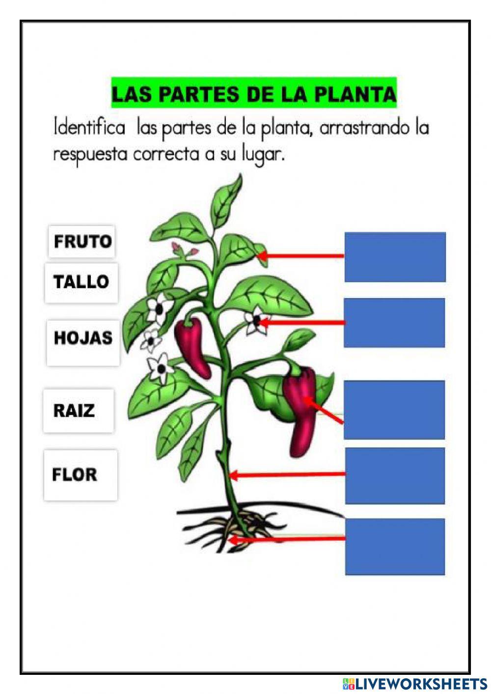 Partes de la planta