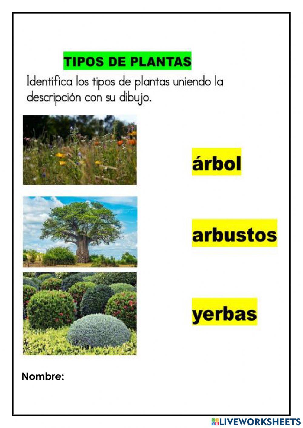 Partes de la planta