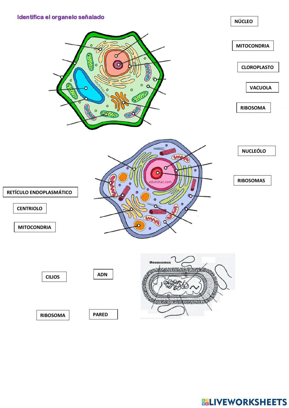 Biología general primero