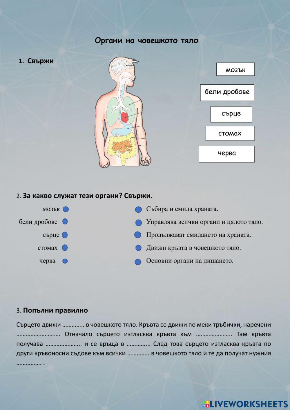 Органи на човешкото тяло online exercise | Live Worksheets