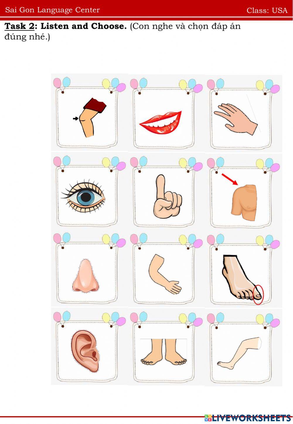 USA knee, arm, leg, shoulder