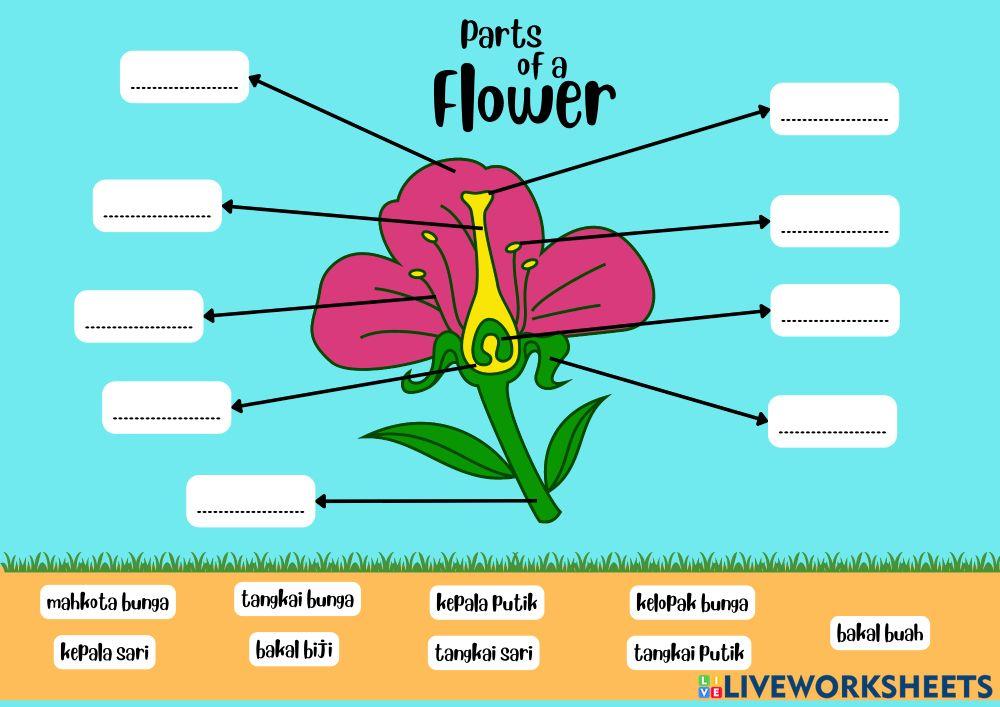 parts-of-a-flower-7090562-renydewi-liveworksheets
