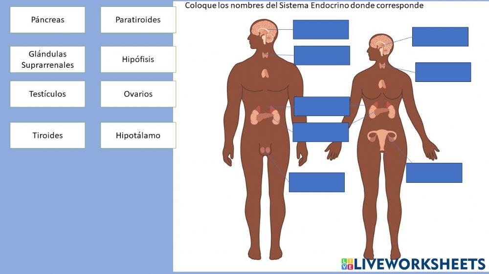 Sistema Endocrino