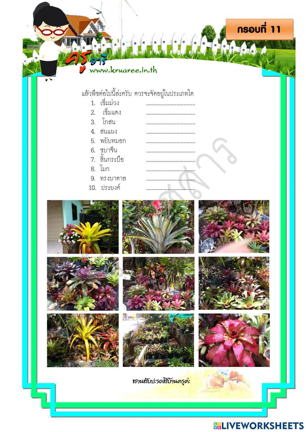 การจำแนกพันธุ์ไม้