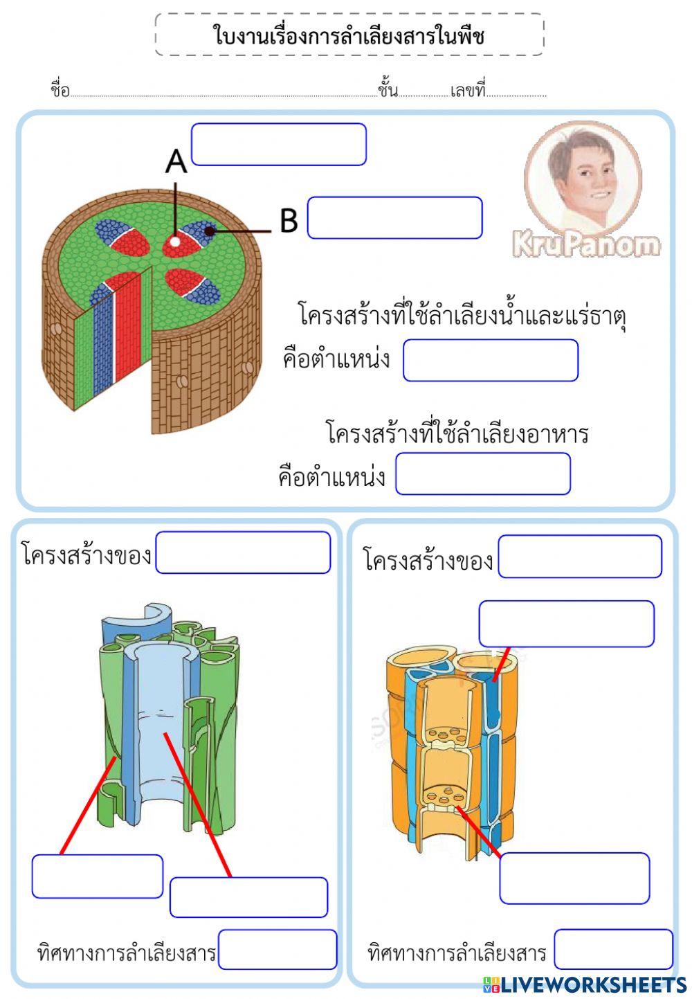 การลำเลียงของพืช