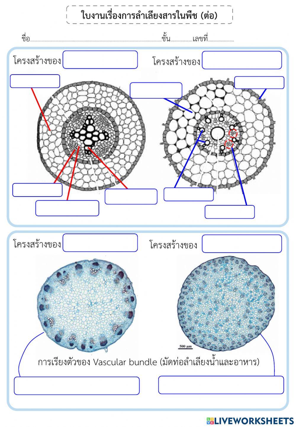 การลำเลียงของพืช