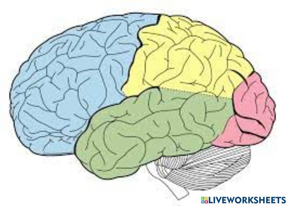 Partes del encéfalo