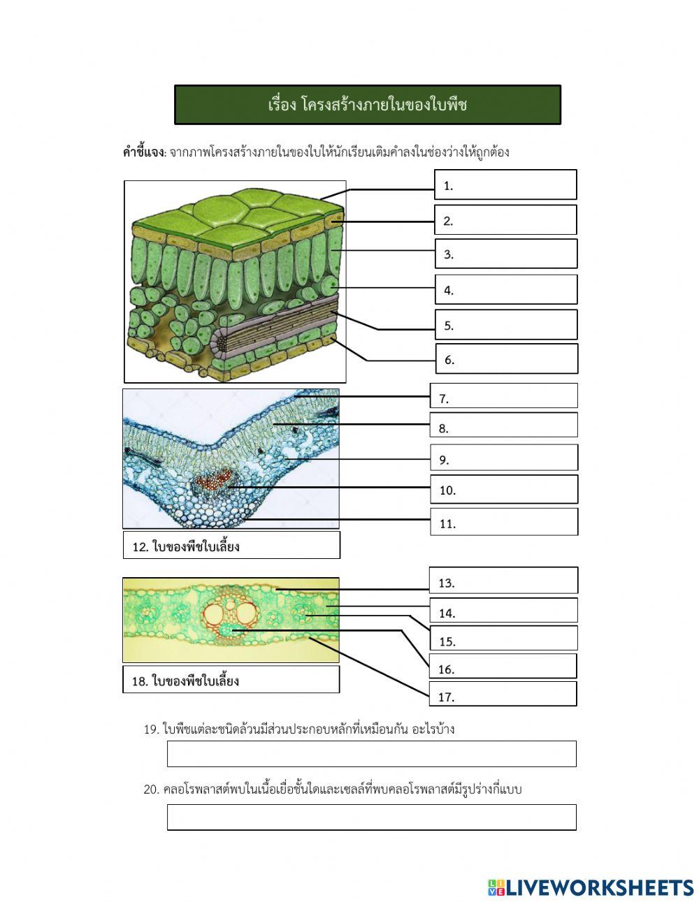 โครงสร้างภายในของพืช