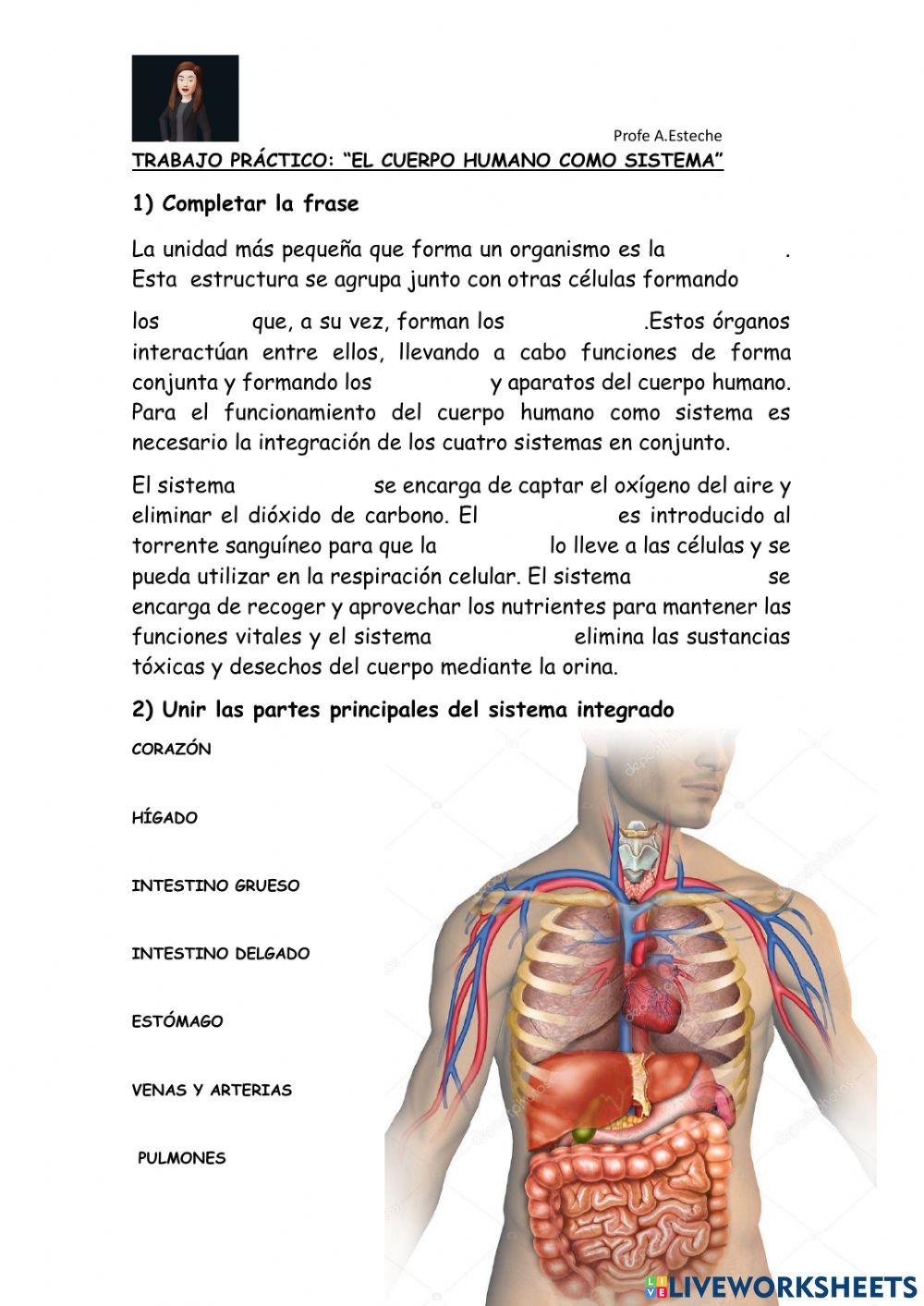 Cuerpo humano como sistema