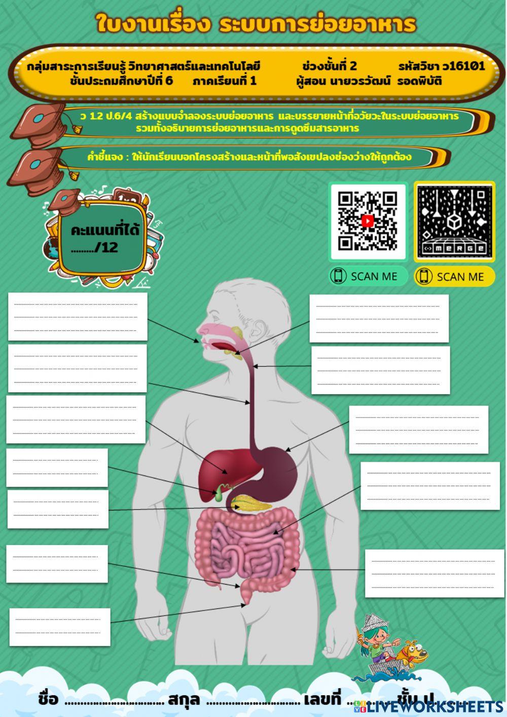 ใบงาน เรื่อง ระบบการย่อยอาหาร