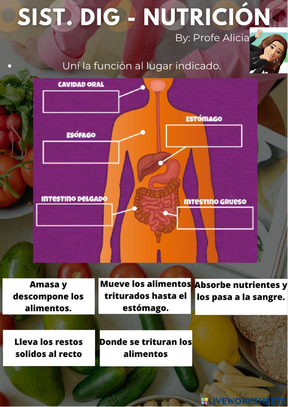 Sistema digestivo - Nutrición