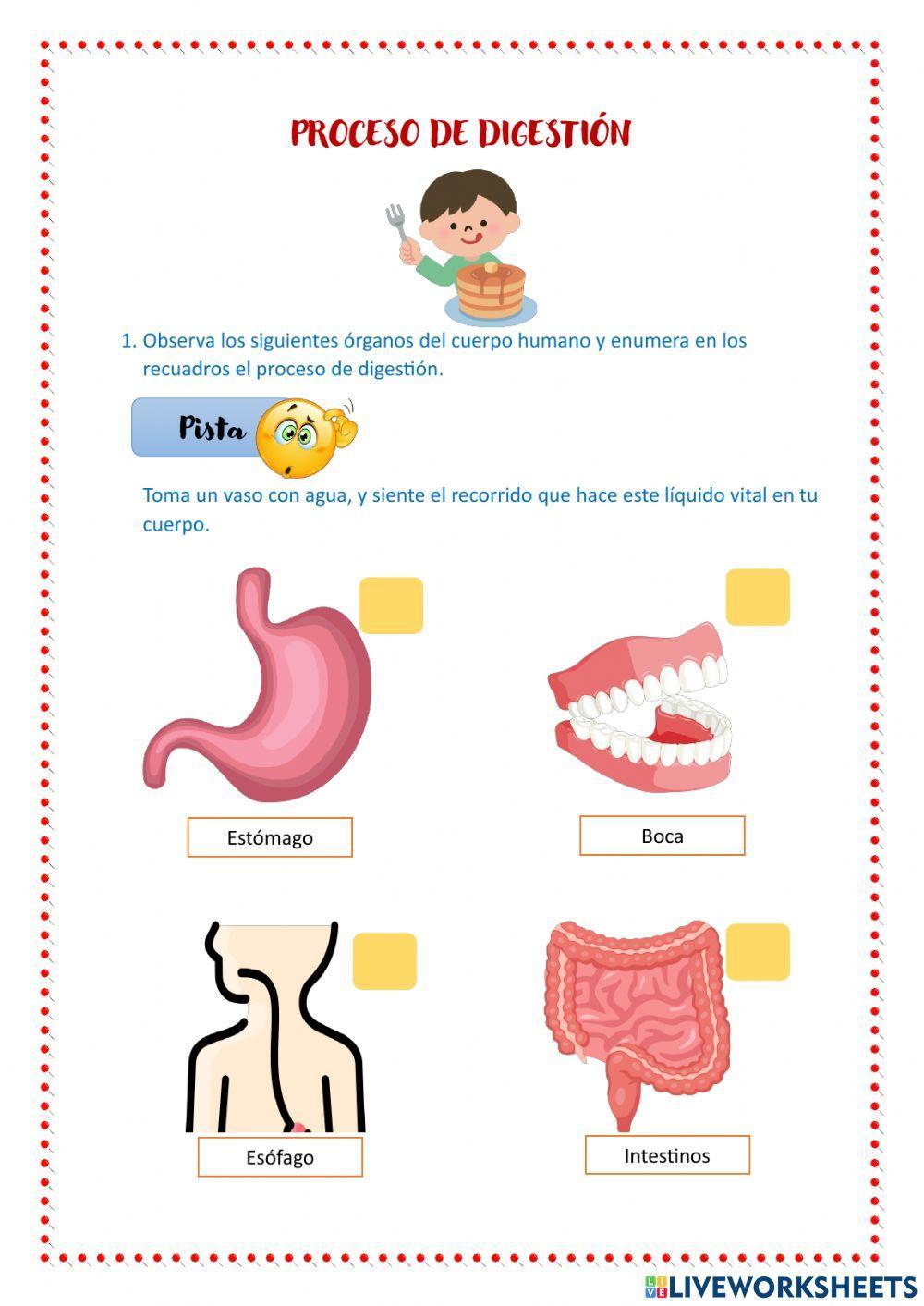 Educación Invisible, actividad proceso de digestión.