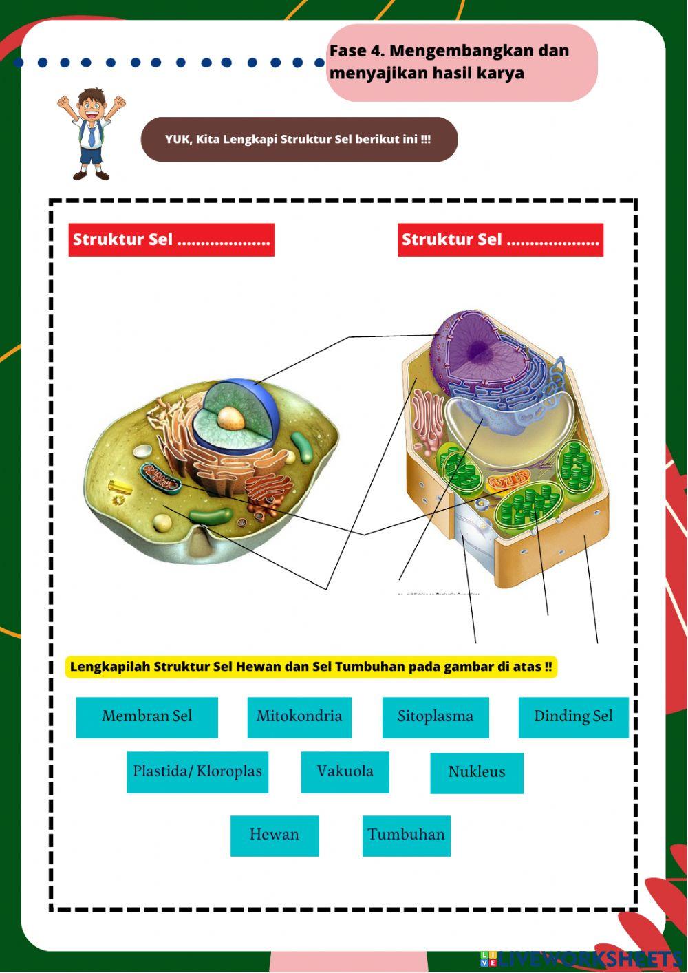Sel Tumbuhan dan Sel Hewan
