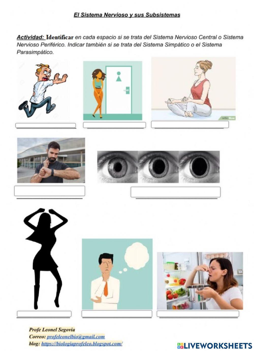 Sistema nervioso central