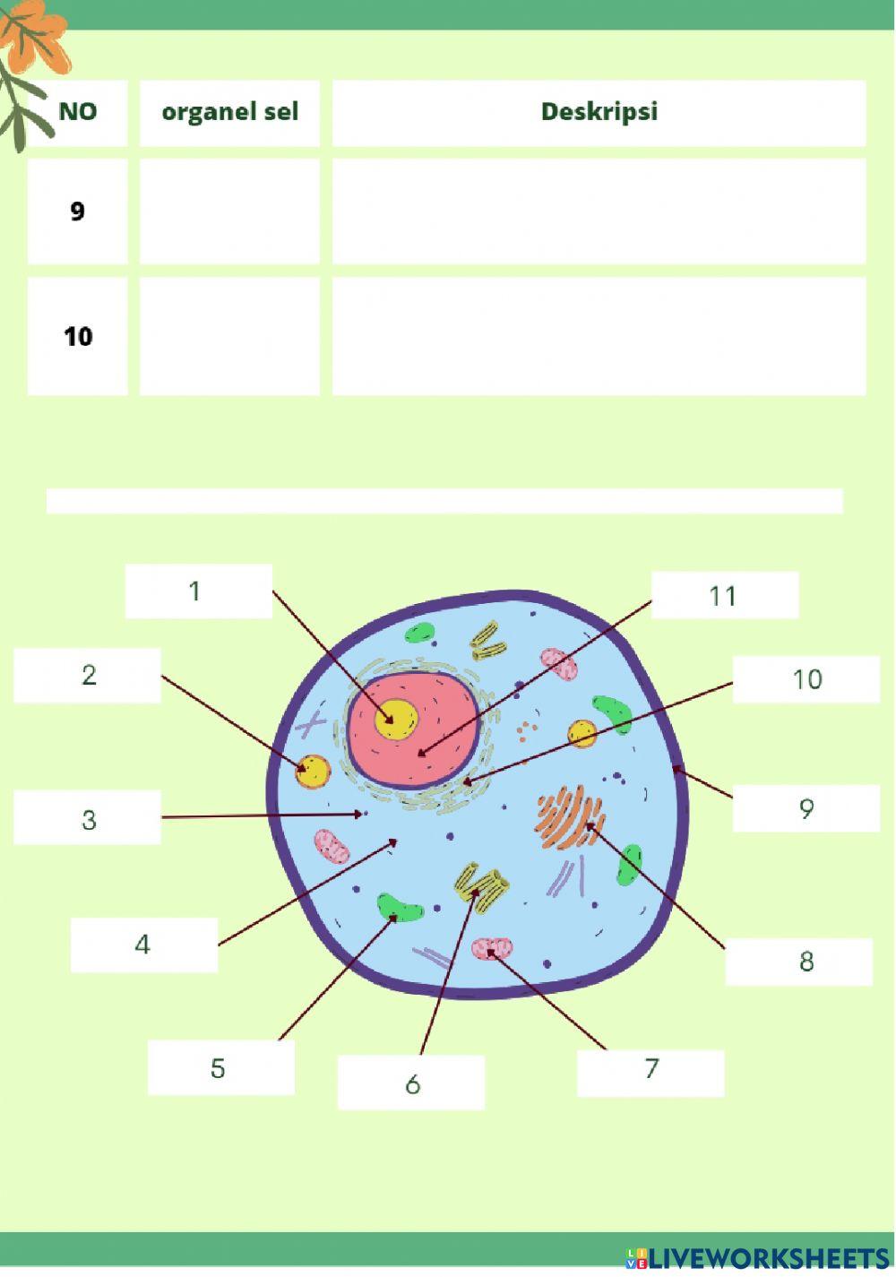 Lkpd sel (kelompok audio)