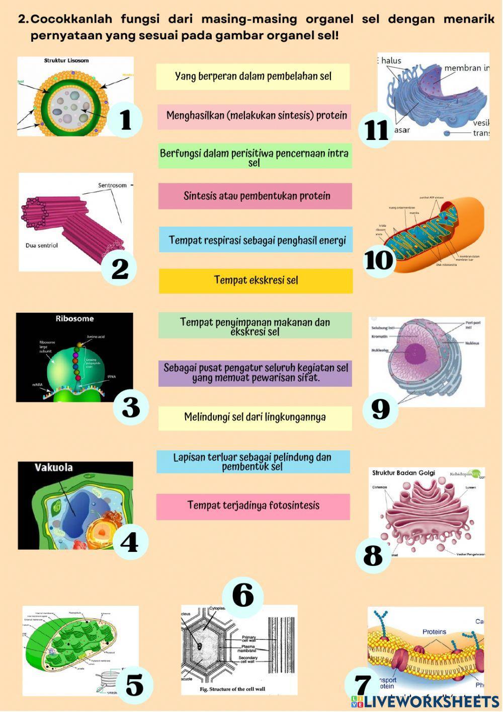 LKPD Sel Pertemuan 2 fix