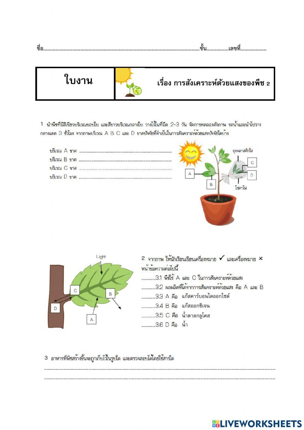 การสังเคราะห์ด้วยแสง 2