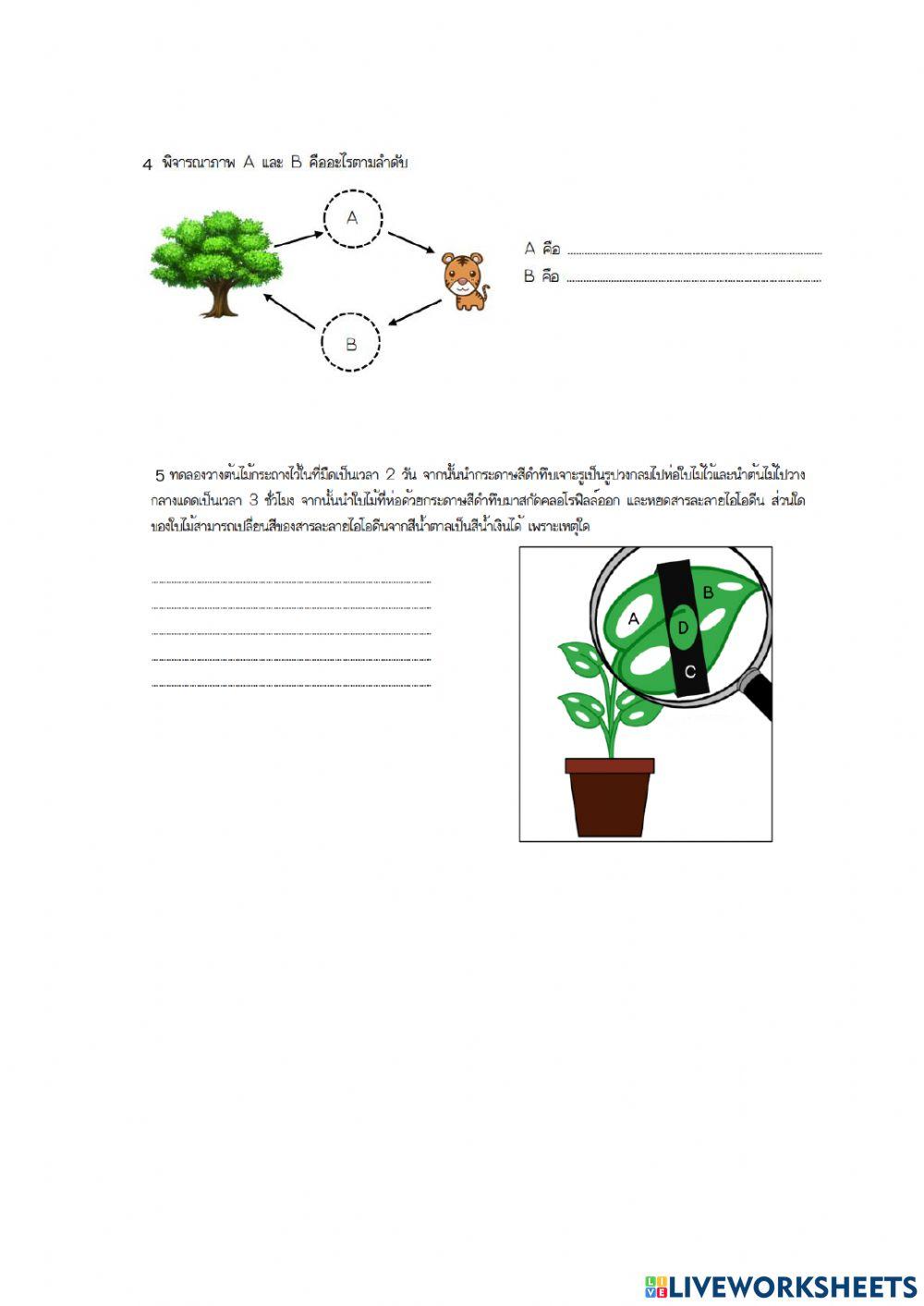 การสังเคราะห์ด้วยแสง 2