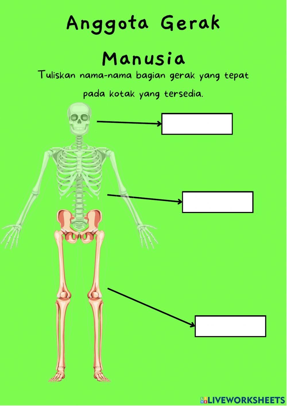 LKPD organ gerak manusia