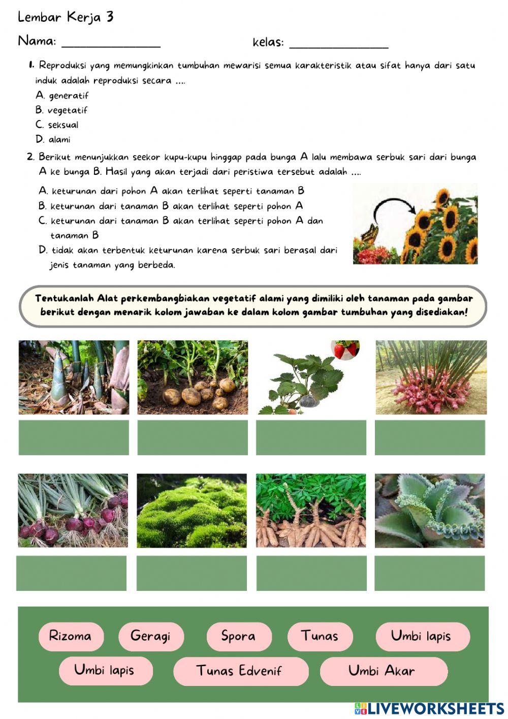 LKPD Reproduksi Tumbuhan