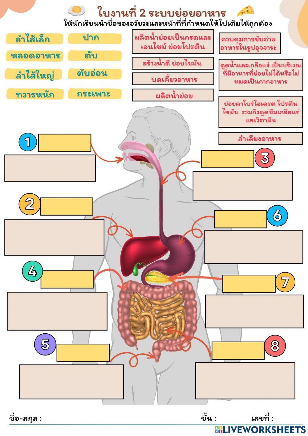 ระบบย่อยอาหาร