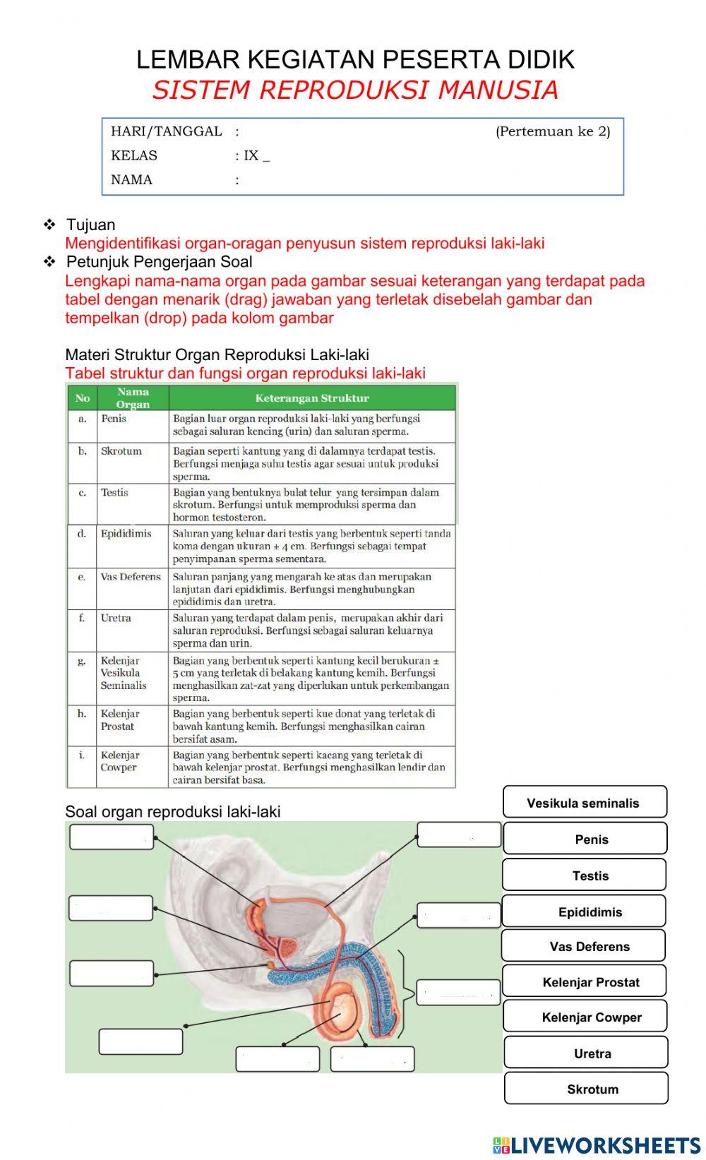 Sistem Reproduksi Pada Manusia