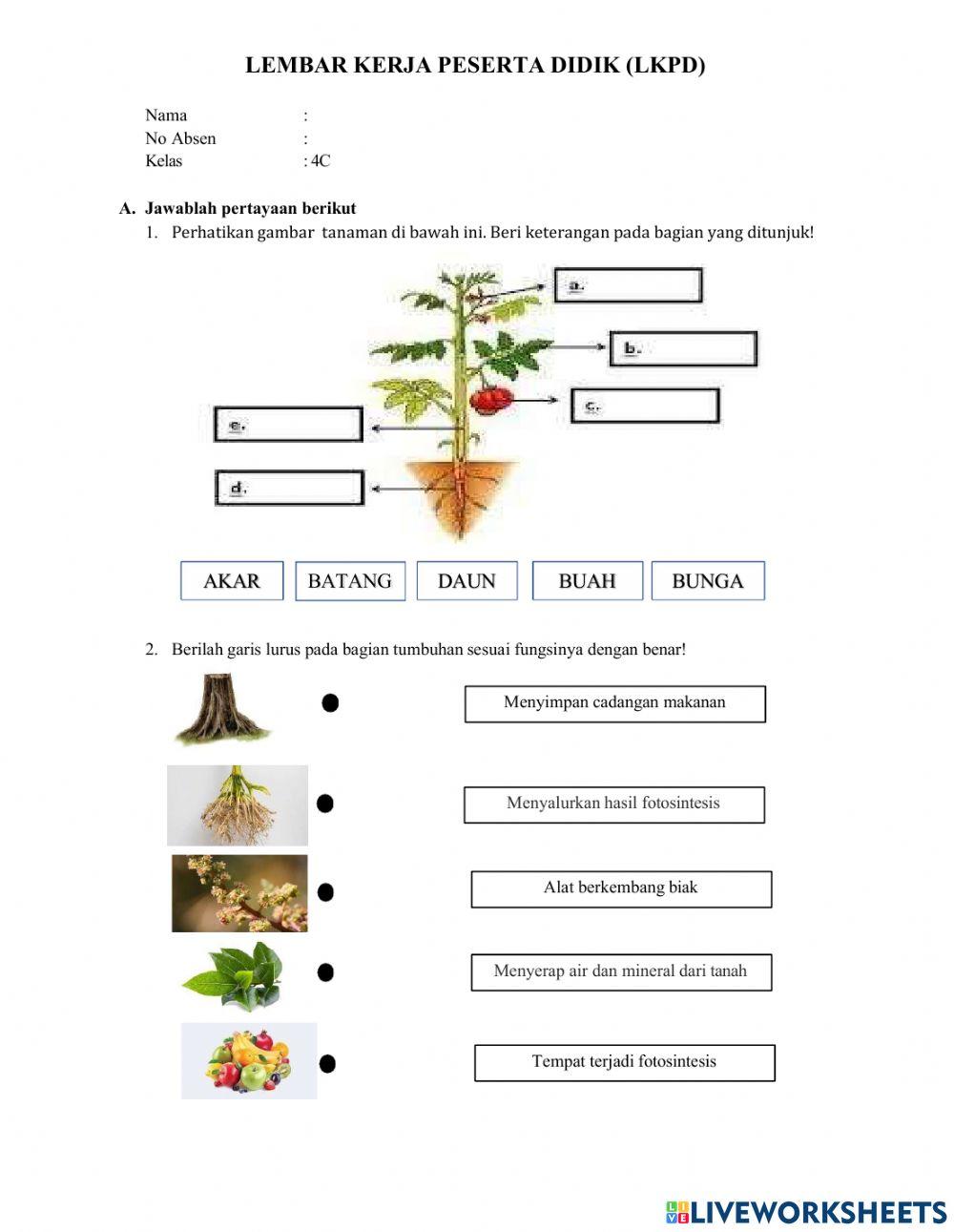 IPAS Kelas 4 Bab Bagian Tumbuhan