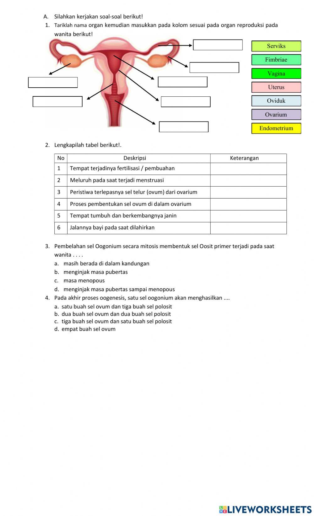 Organ reproduksi wanita