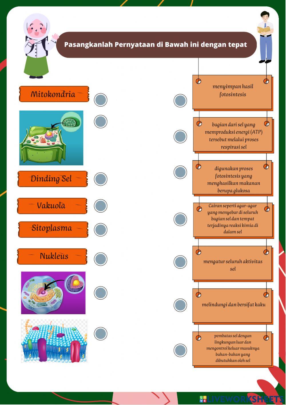 Sel Tumbuhan dan Sel Hewan