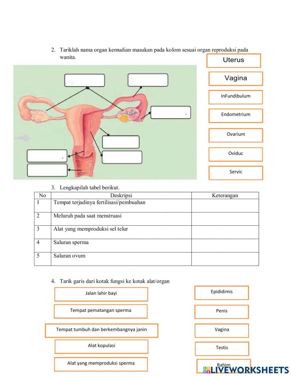 LKPD sistem Reproduksi