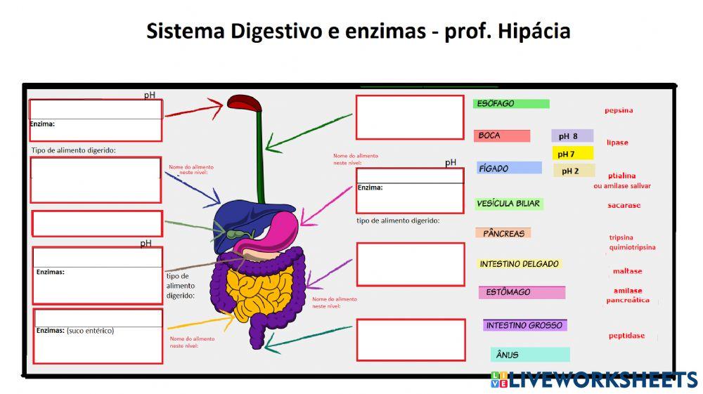 Sistema digestivo partes e enzimas