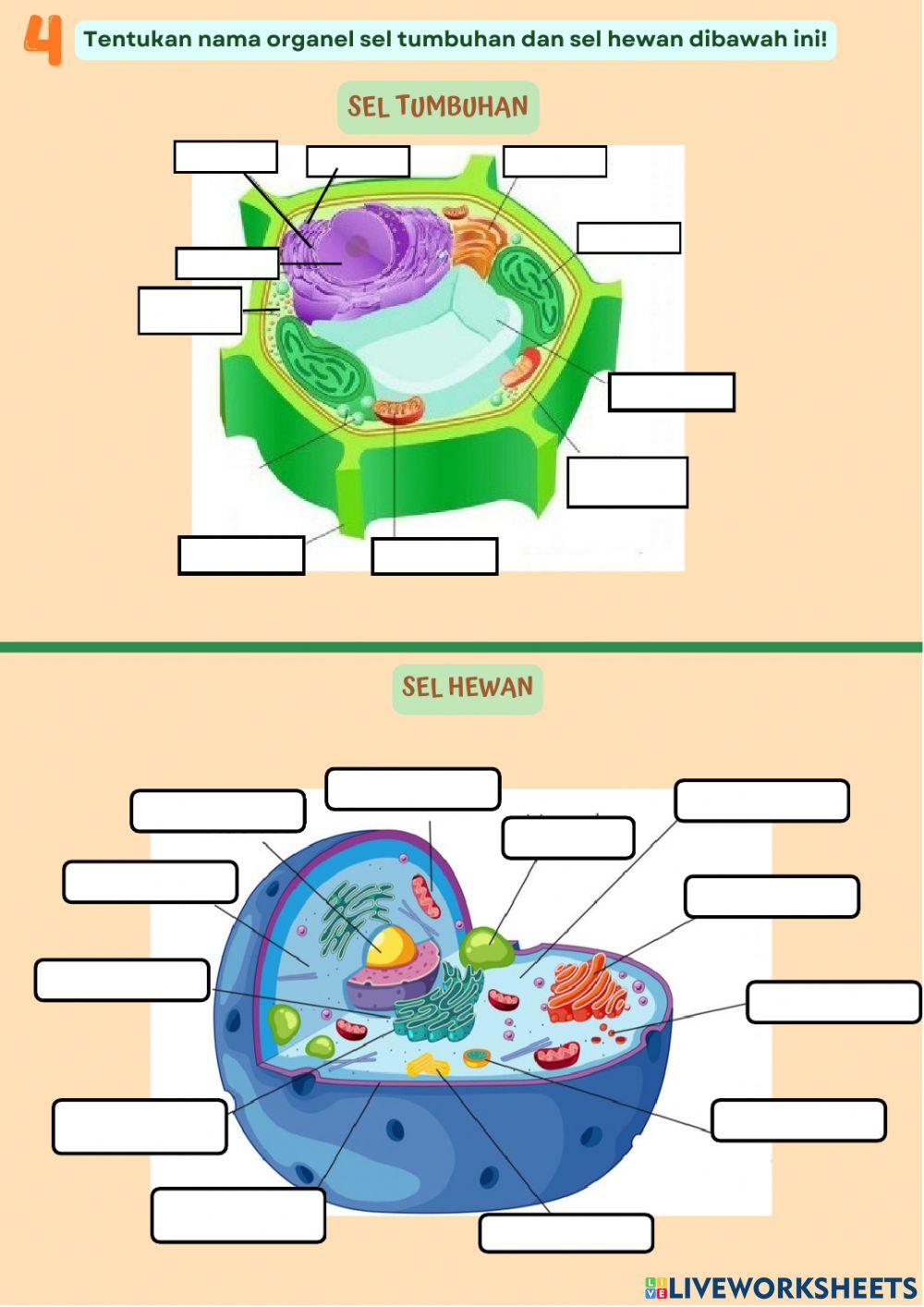 LKPD SEL Pertemuan Ke 2