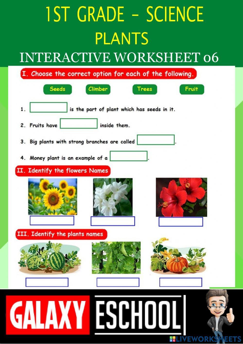 1st-science-ps06-plants-galaxy