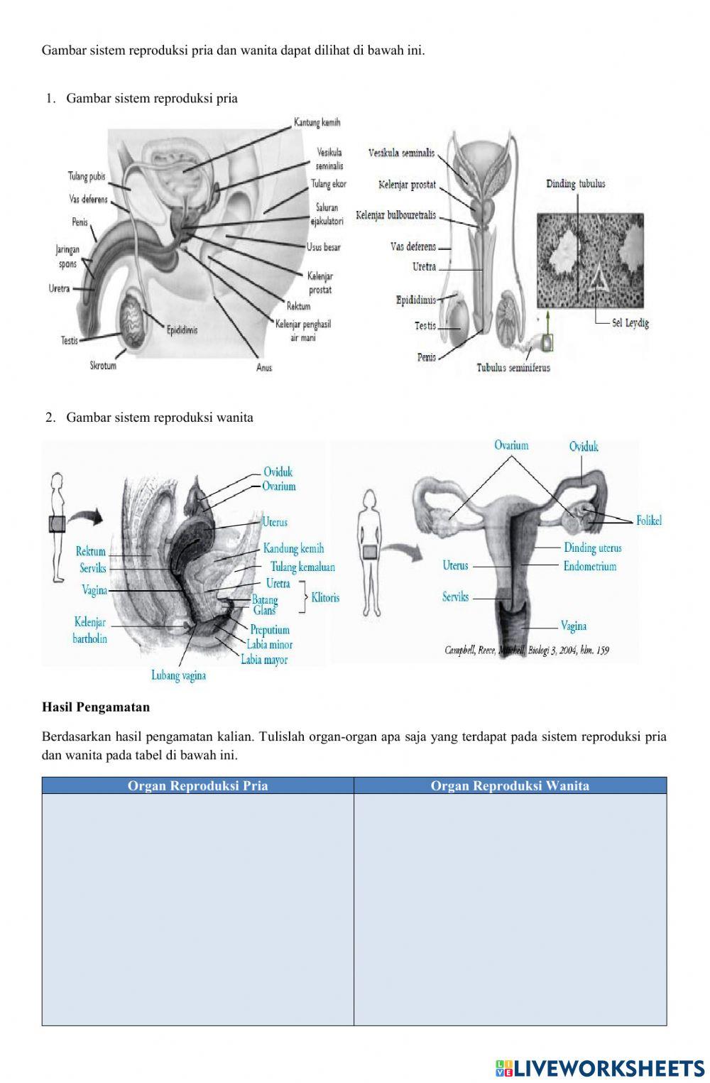 Sistem Reproduksi Manusia