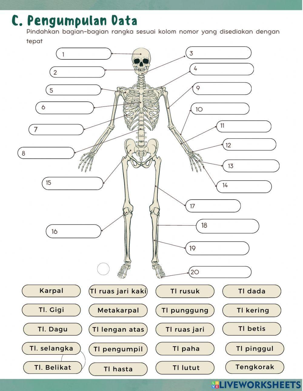 Sistem Gerak Pada Manusia
