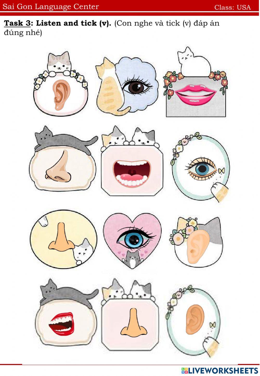 Usa eye, ear, nose, mouth 03.07