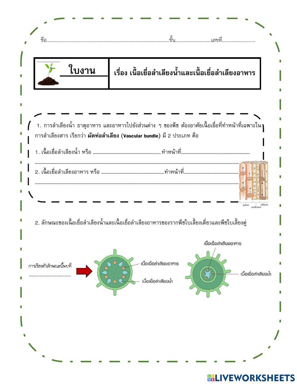 ใบงานเนื้อเยื่อลำเลียงน้ำและแร่ธาตุกับเนื้อเยื่อลำเลียงอาหาร