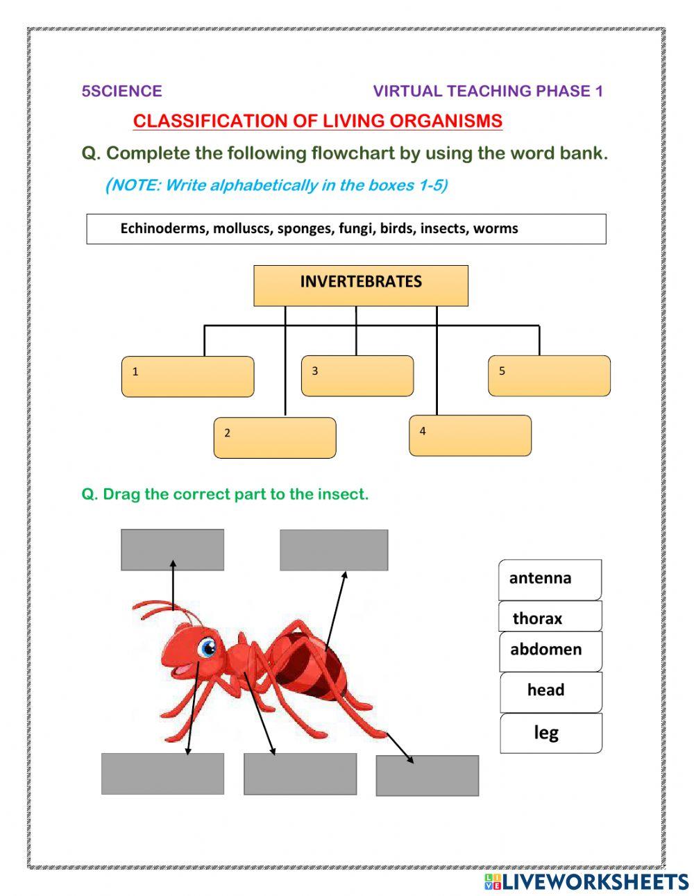 Classification Of Living Things Worksheet 5th Grade Characteristics Of
