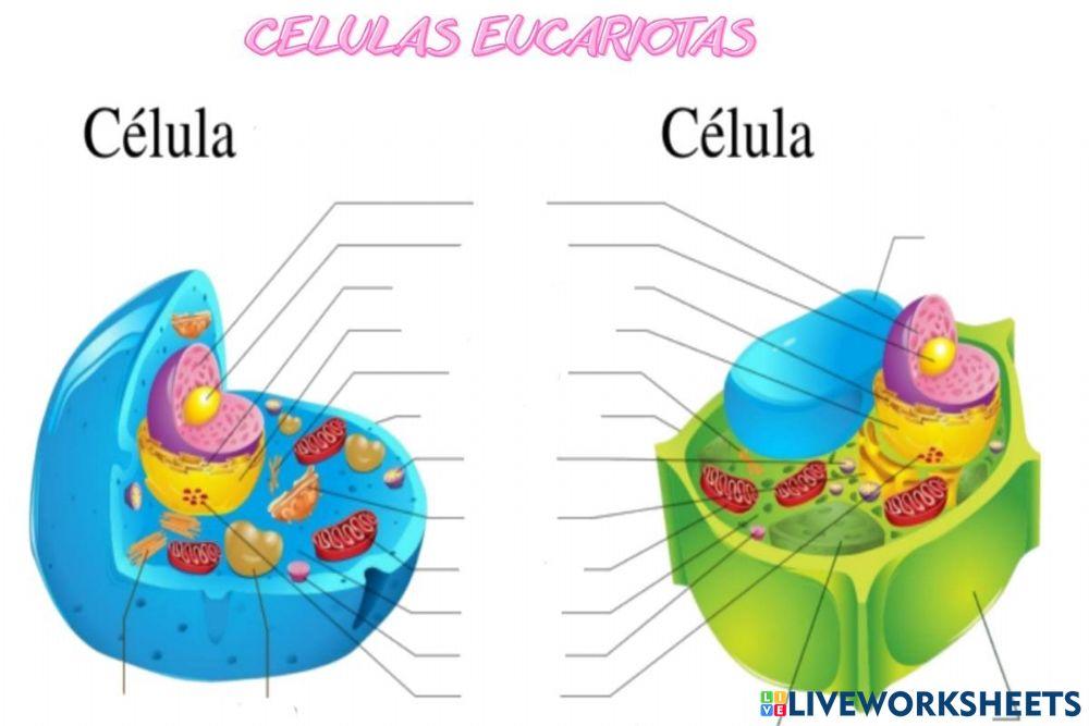 Celulas eucariotas
