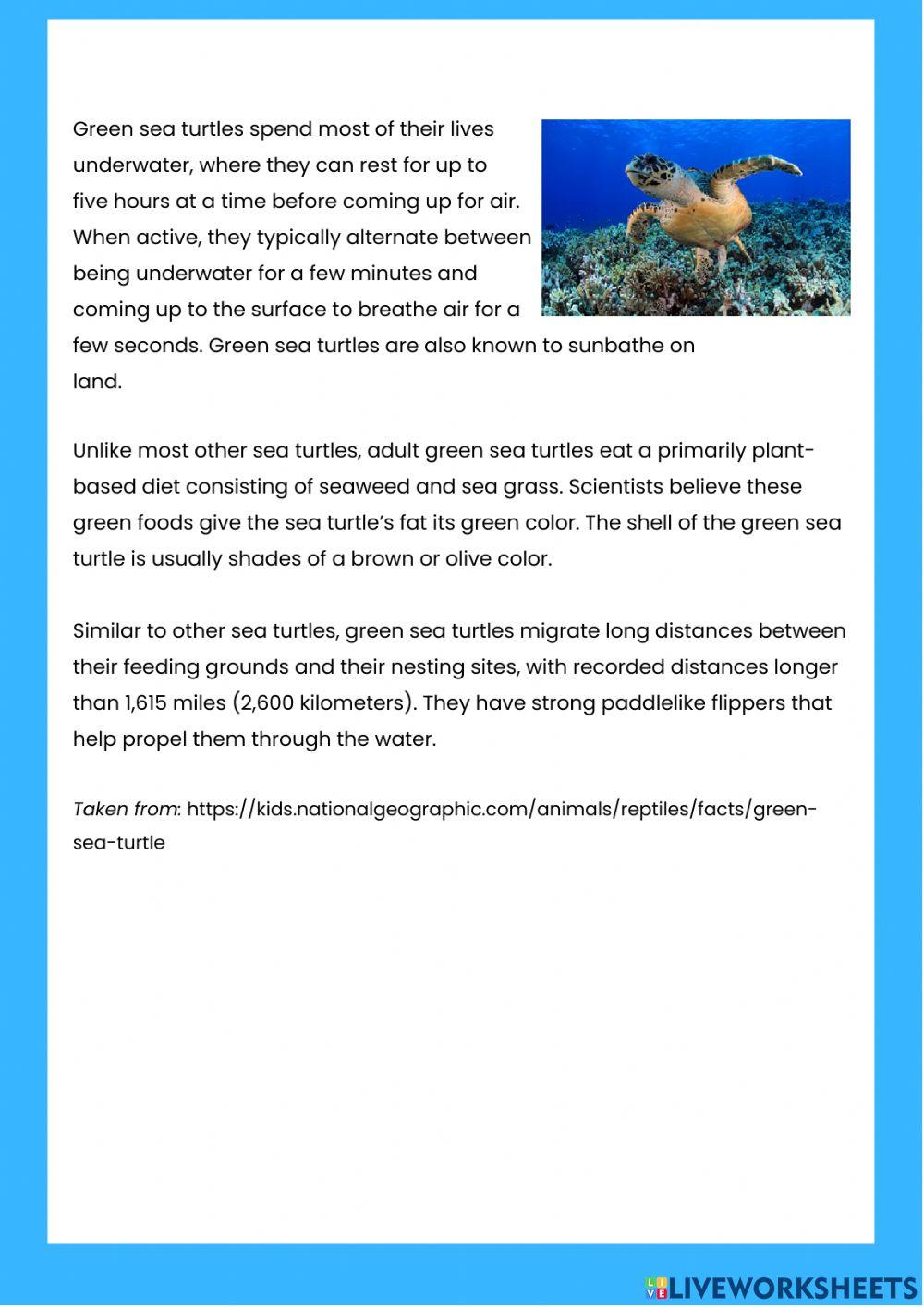 Green Sea Turtles Reading