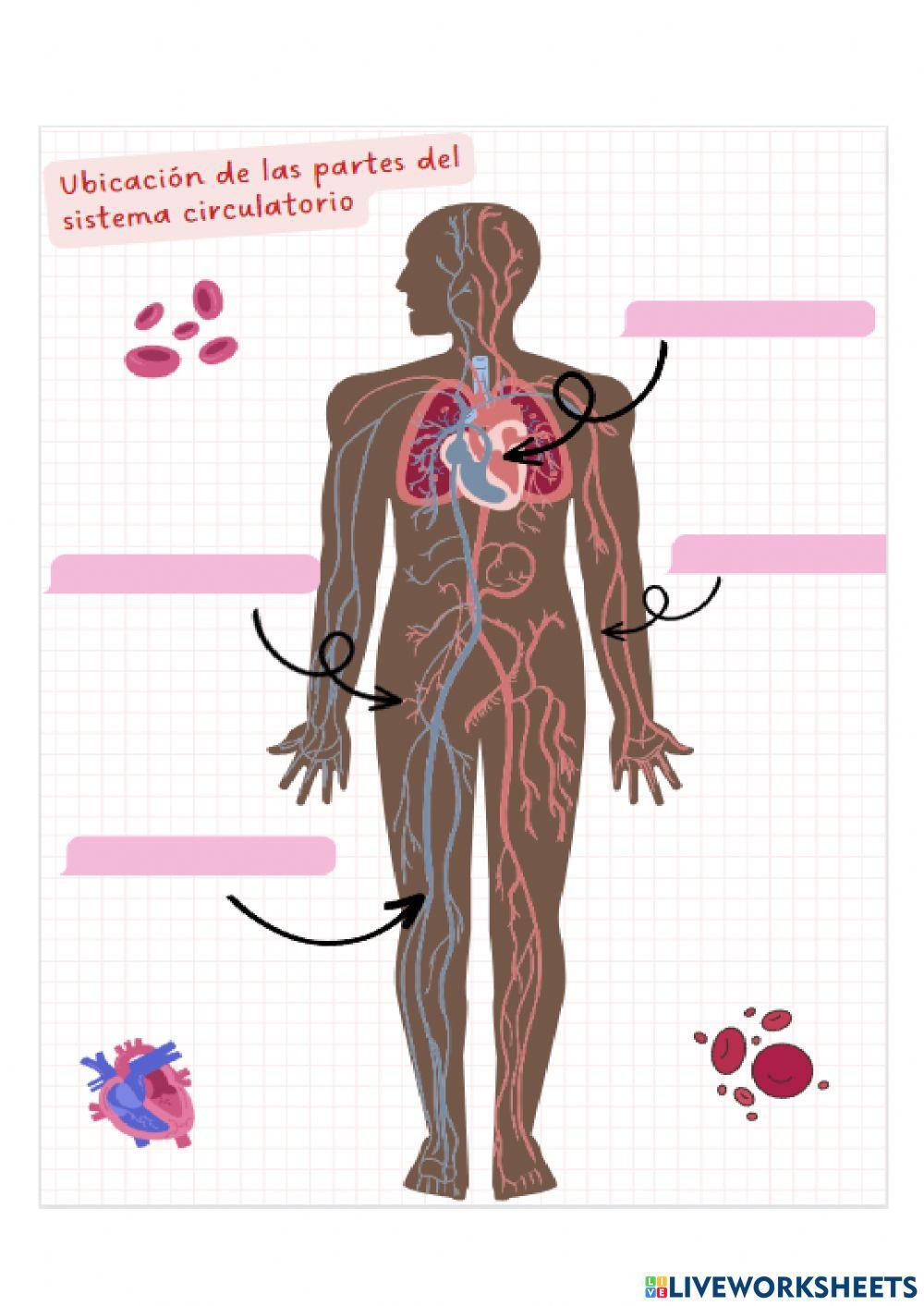 Sistemas de nutrición del cuerpo