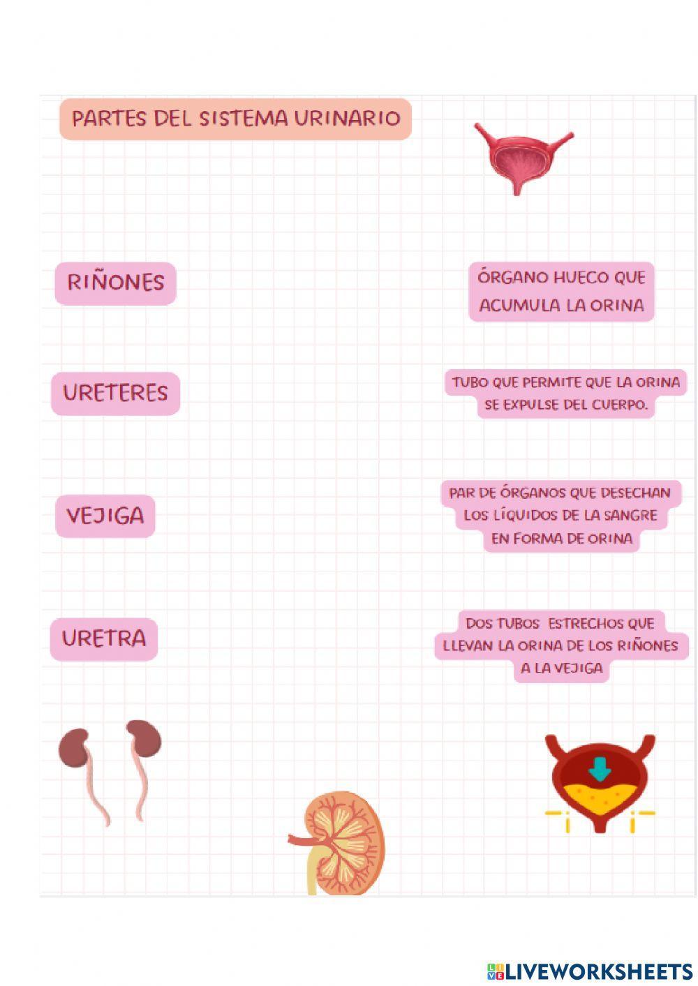 Sistemas de nutrición del cuerpo