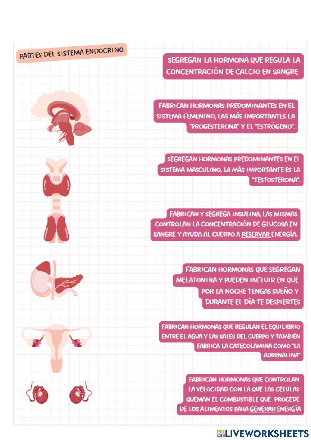 Sistemas de nutrición del cuerpo