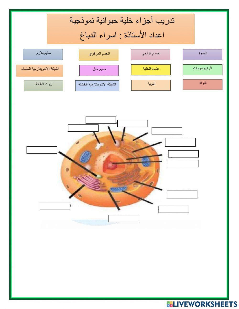 تدريب خلية حيوانية  نموذجية