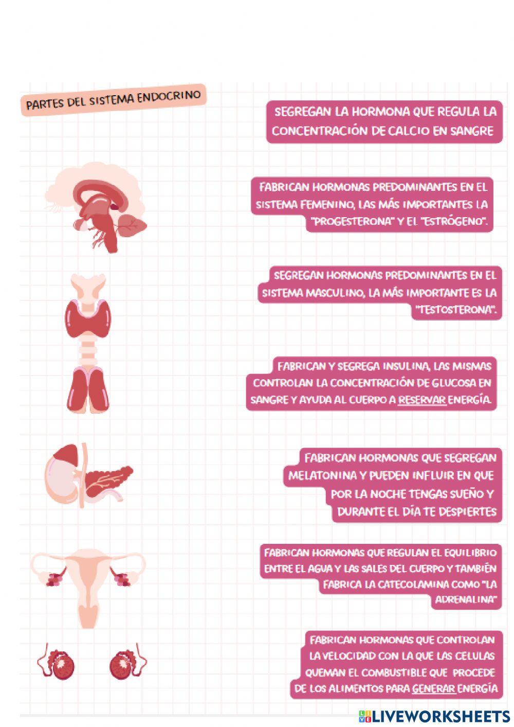 Sistemas de nutrición del cuerpo