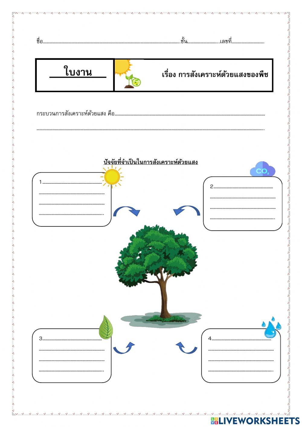 ใบงานที่ 3 การสังเคราะห์ด้วยแสง