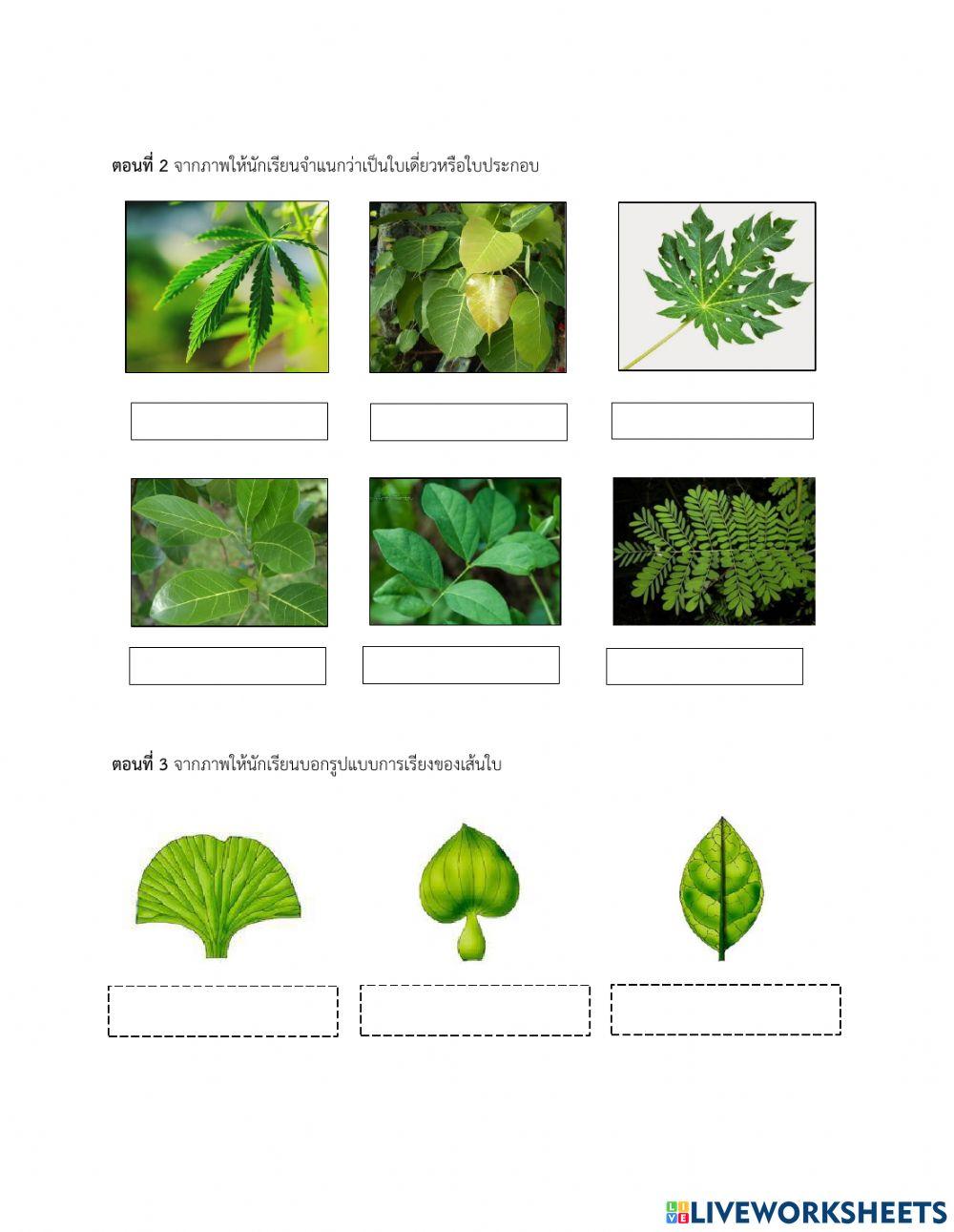 โครงสร้างของใบ
