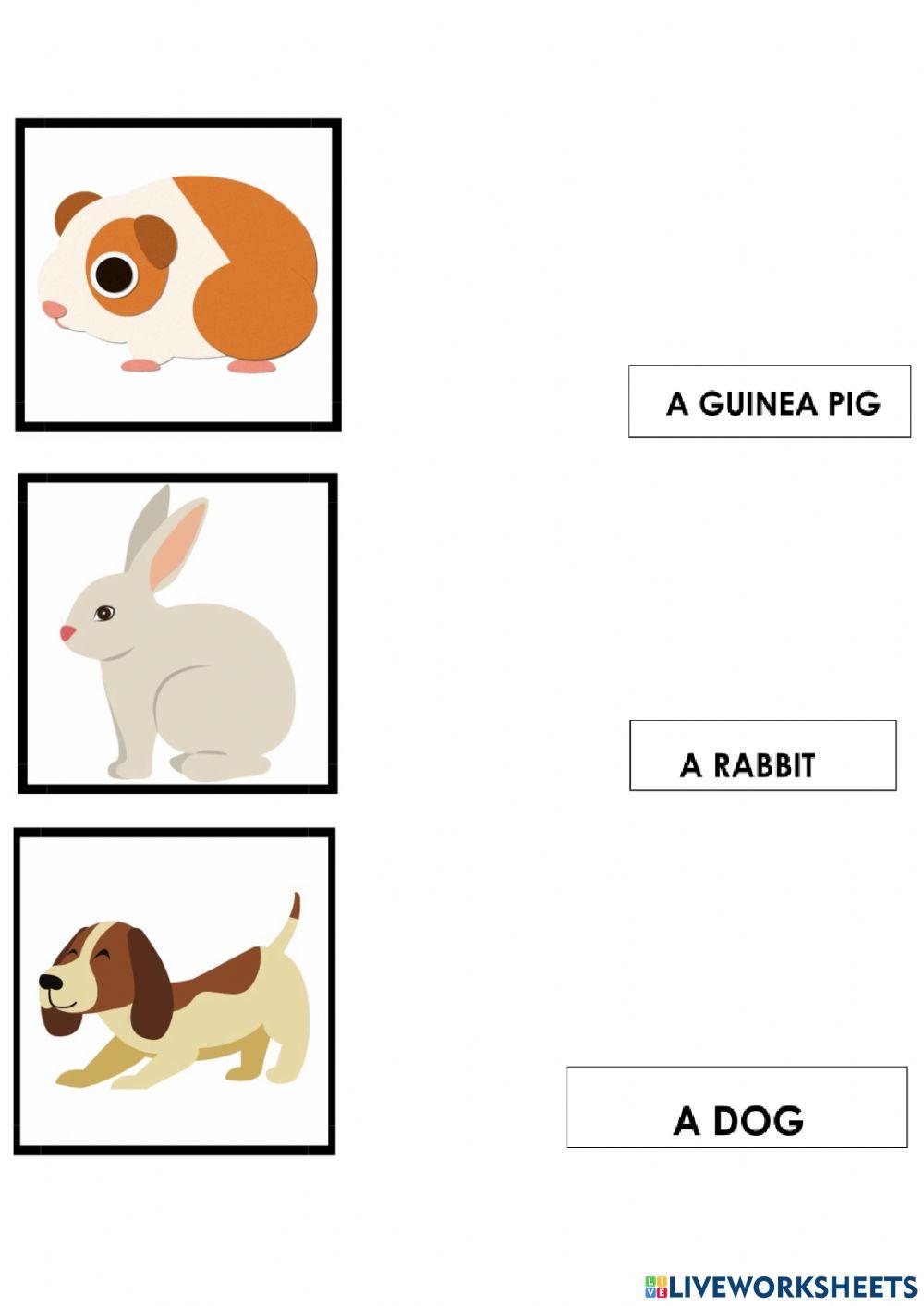 Animals-they are-it is