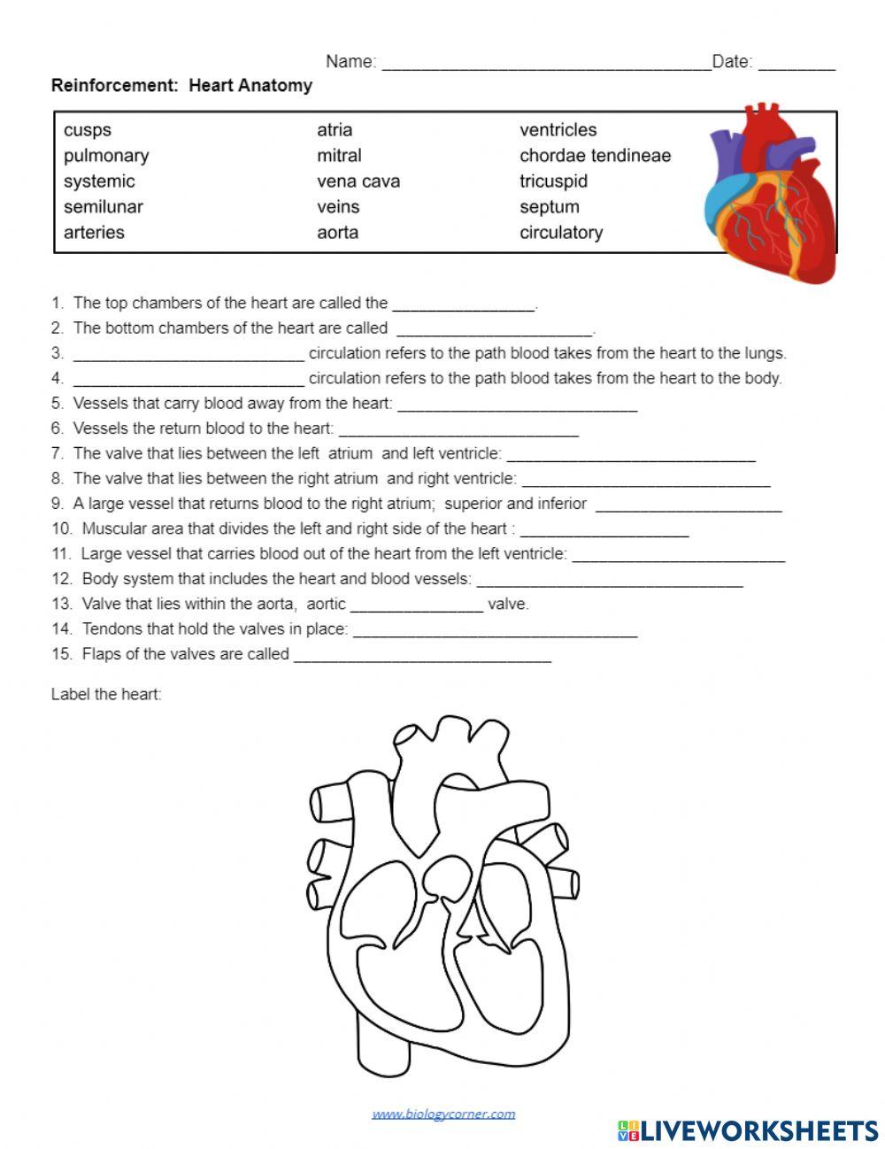 Anatomy of the Heart