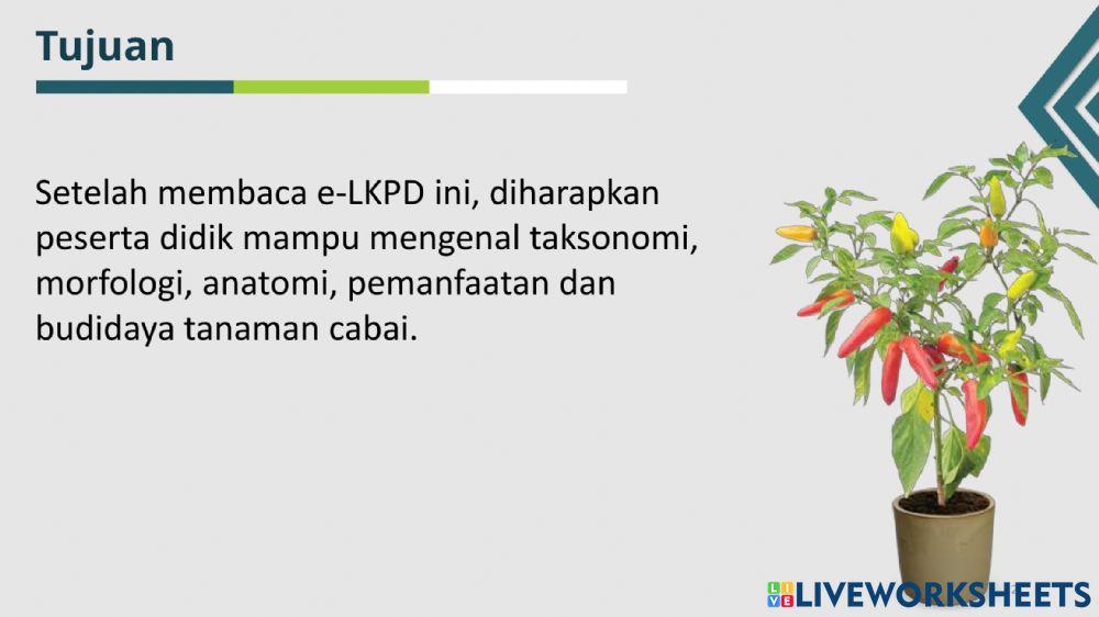 Lkpd siklus hidup cabe